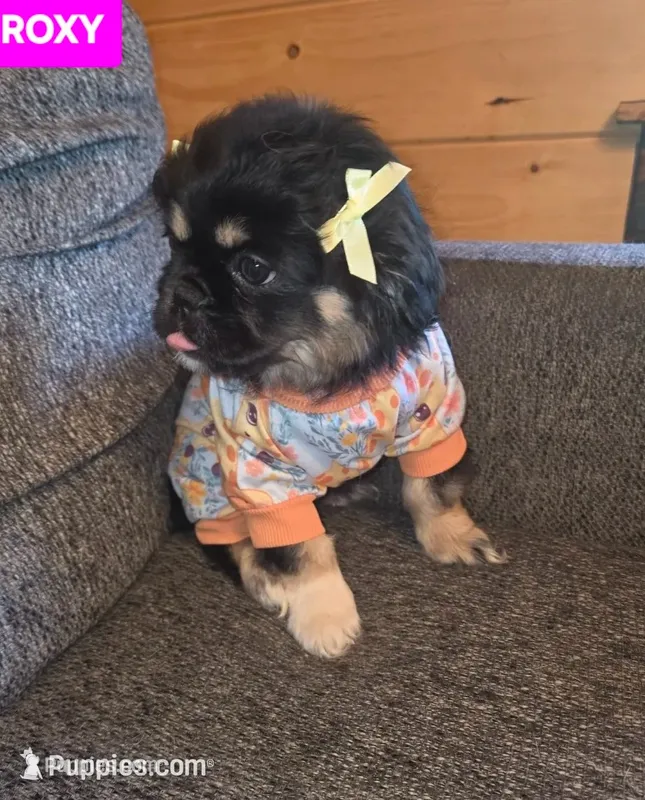 Roxy – Maltese, Pekingese puppy for sale in King, NC