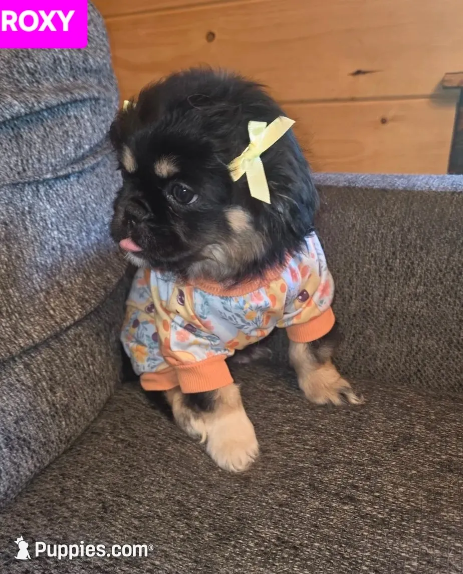 Roxy, a female Maltese and Pekingese for sale in King, NC – 1 of 7
