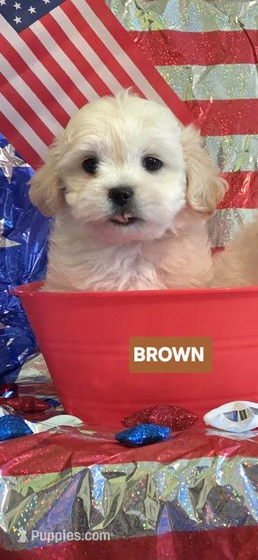 Barry-(Brown collar) – Pekingese, Poodle - Toy  puppy for sale in King, NC