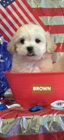 Barry-(Brown collar), a male Pekingese and Poodle - Toy  for sale in King, NC – 1 of 6