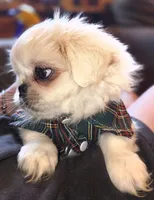 Petey, a male Maltese and Pekingese for sale in King, NC – 8 of 8