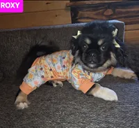Roxy, a female Maltese and Pekingese for sale in King, NC – 4 of 7