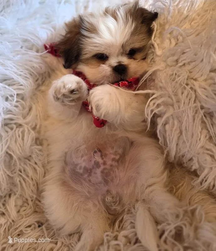Johnnie – Maltese, Pekingese puppy for sale in King, NC