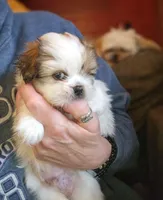 Johnnie, a male Maltese and Pekingese for sale in King, NC – Photo 2 of 7