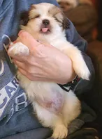 Johnnie, a male Maltese and Pekingese for sale in King, NC – Photo 5 of 7