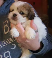 Johnnie, a male Maltese and Pekingese for sale in King, NC – Photo 1 of 7