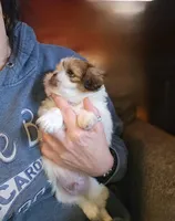 Johnnie, a male Maltese and Pekingese for sale in King, NC – Photo 3 of 7