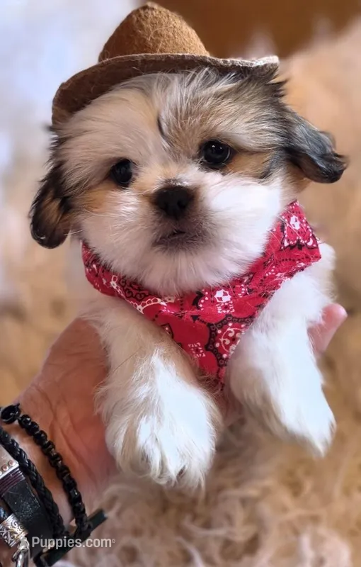 Johnnie – Maltese, Pekingese puppy for sale in King, NC