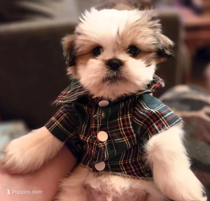 Johnnie – Maltese, Pekingese puppy for sale in King, NC