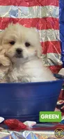 Bob-( GREEN COLLAR), a male Pekingese and Poodle - Toy  for sale in King, NC – 2 of 4