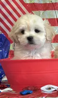 Barry-(Brown collar), a male Pekingese and Poodle - Toy  for sale in King, NC – 2 of 6