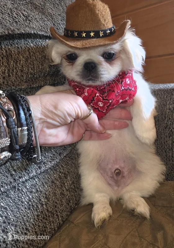 Petey – Maltese, Pekingese puppy for sale in King, NC