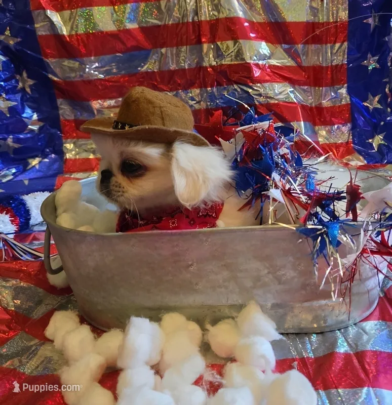 Petey – Maltese, Pekingese puppy for sale in King, NC