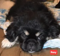 Roxy, a female Maltese and Pekingese for sale in King, NC – 2 of 7
