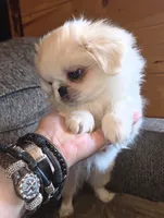 Petey, a male Maltese and Pekingese for sale in King, NC – 3 of 8