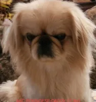 BARNEY-(YELLOW COLLAR), a male Pekingese and Poodle - Toy  for sale in King, NC – 3 of 4