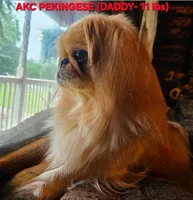 Pink Collar , a female Peekapoo for sale in King, NC – Photo 5 of 5