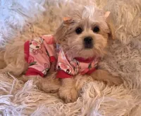 Pink Collar-(RUTH), a female Peekapoo for sale in King, NC – Photo 2 of 9