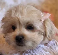 Pink Collar-(RUTH), a female Peekapoo for sale in King, NC – Photo 6 of 9