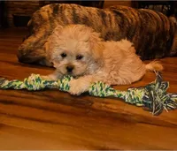 Pink Collar , a female Peekapoo for sale in King, NC – Photo 1 of 5