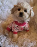 Pink Collar-(RUTH), a female Peekapoo for sale in King, NC – Photo 7 of 9