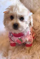 Pink Collar-(RUTH), a female Peekapoo for sale in King, NC – Photo 4 of 9