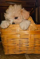 Pink Collar , a female Peekapoo for sale in King, NC – Photo 2 of 5