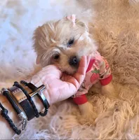 Pink Collar-(RUTH), a female Peekapoo for sale in King, NC – Photo 5 of 9