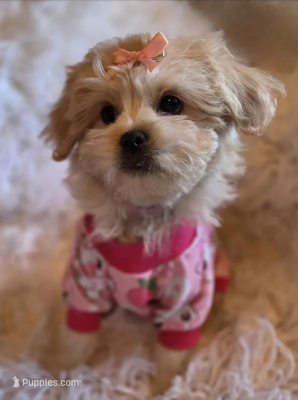 Pink Collar-(RUTH) – Peekapoo puppy for sale in King, NC