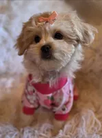 Pink Collar-(RUTH), a female Peekapoo for sale in King, NC – Photo 1 of 9