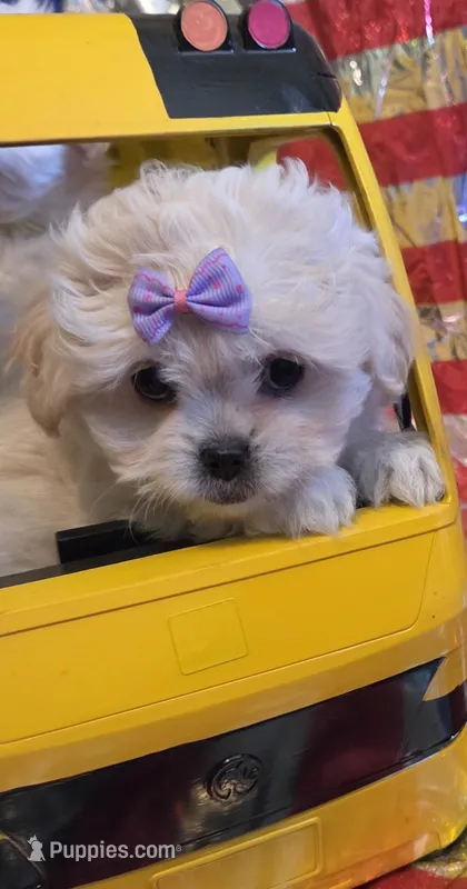 Bonnie  – Pekingese, Poodle - Toy  puppy for sale in King, NC