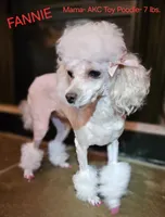 Bob-( GREEN COLLAR), a male Pekingese and Poodle - Toy  for sale in King, NC – 4 of 4
