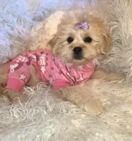 Black collar-(Jill), a female Peekapoo for sale in King, NC – Photo 6 of 9