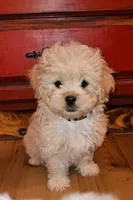 Black collar , a female Peekapoo for sale in King, NC – Photo 1 of 4