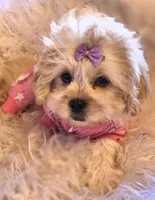 Black collar-(Jill), a female Peekapoo for sale in King, NC – Photo 5 of 9