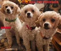 Black collar , a female Peekapoo for sale in King, NC – Photo 3 of 4