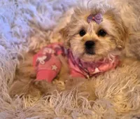 Black collar-(Jill), a female Peekapoo for sale in King, NC – Photo 7 of 9