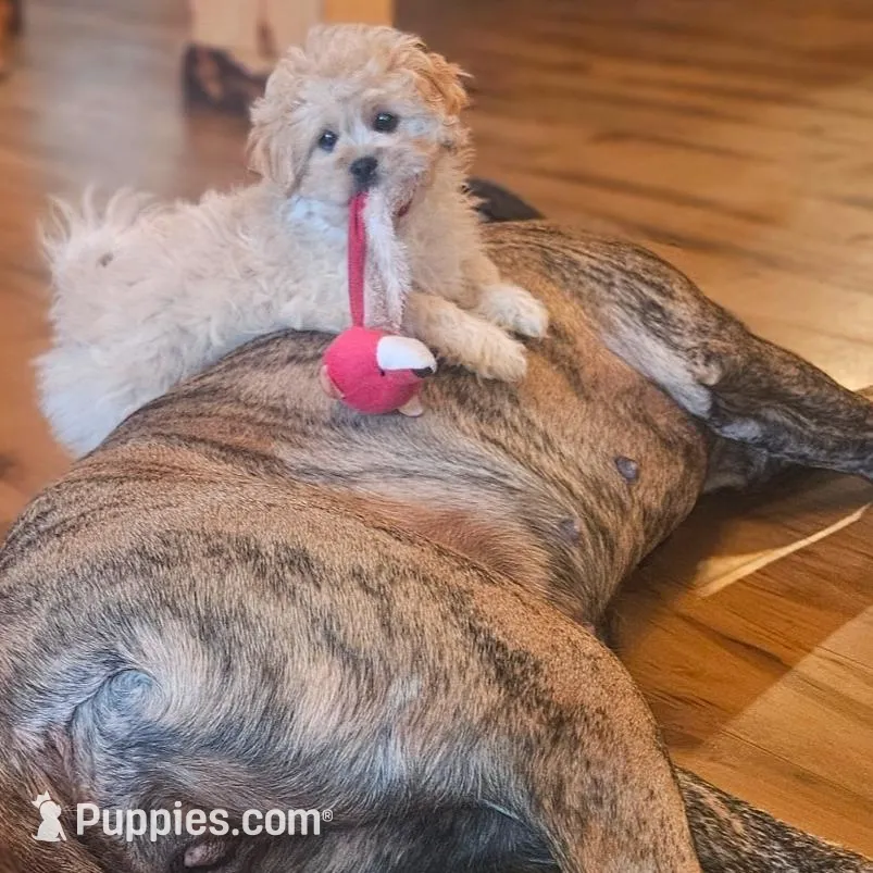 Black collar  – Peekapoo puppy for sale in King, NC