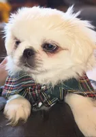 Petey, a male Maltese and Pekingese for sale in King, NC – 6 of 8