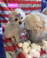 Bonnie , a female Pekingese and Poodle - Toy  for sale in King, NC – 2 of 8