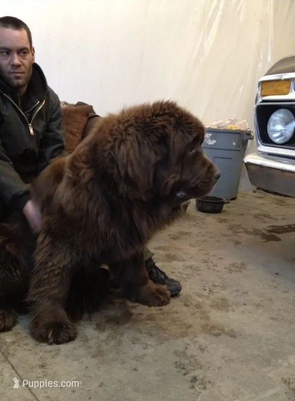 HUGE GRAY MALE – Newfoundland puppy for sale in Adrian, MI