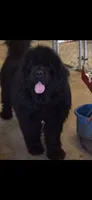 HUGE. gray/white, a male Newfoundland for sale in Adrian, MI – 4 of 5