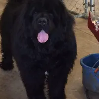 Black girl, a female Newfoundland for sale in Adrian, MI – 2 of 4