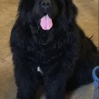 Black girl, a female Newfoundland for sale in Adrian, MI – 1 of 4
