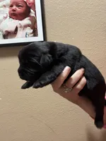 HUGE black girl!!, a female Newfoundland for sale in Adrian, MI – 2 of 6
