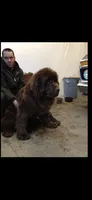 HUGE GRAY BOY, a male Newfoundland for sale in Adrian, MI – 5 of 6