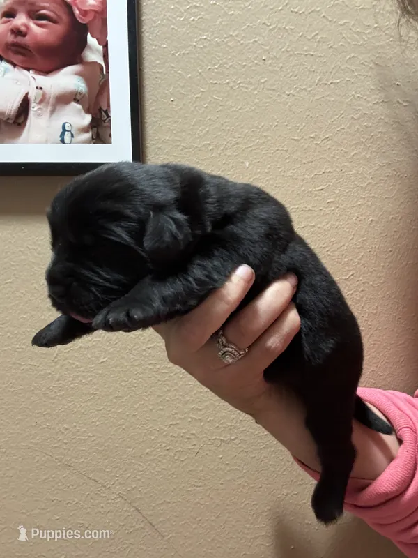 HUGE black girl!! – Newfoundland puppy for sale in Adrian, MI