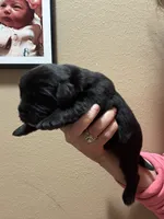 HUGE black girl!!, a female Newfoundland for sale in Adrian, MI – 1 of 6