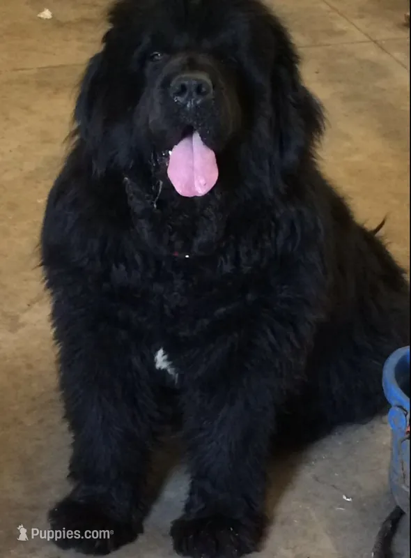 HUGE Black Female!  – Newfoundland puppy for sale in Adrian, MI