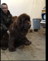 HUGE gray FEMALE, a female Newfoundland for sale in Adrian, MI – 5 of 5